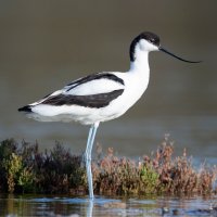 Tenkozobec opačný – Jesus Cobaleda / Shutterstock