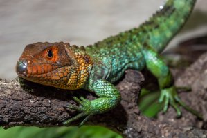 Dracena guyanská (Dracaena guianensis) – Luis Seijido / Shutterstock