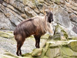 Tahr himalájský (Hemitragus jemlahicus) – Dennis Jacobsen / Shutterstock