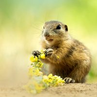 Sysel obecný (Citellus citellus) – Simon Vasut / Shutterstock