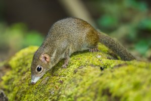 Tana obecná (Tupaia glis) v lese, Thajsko – kajornyot wildlife photography / Shutterstock