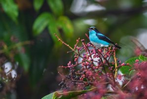 Pitpit škraboškový (Dacnis lineata) – David Havel / Shutterstock