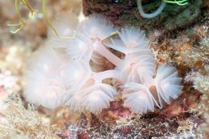 Chapadlovka (Phoronis psammophila) – Jesus Cobaleda / Shutterstock