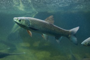 Amur bílý (Ctenopharyngodon idella) – Vladimir Wrangel / Shutterstock