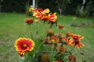 Kokarda velkokvětá (Gaillardia x grandiflora) – crystaldream / shutterstock