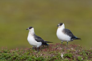 Chaluha příživná (Stercorarius parasiticus) – Wolfgang Kruck / Shutterstock