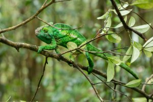 Chameleon obecný (Chamaeleo chamaeleon) – Vaclav Sebek / Shutterstock