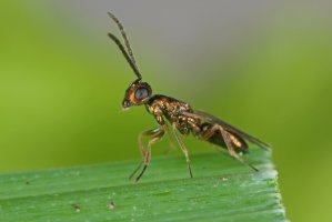 Cizopasný hmyz chalcidka, dospělec – Tomasz Klejdysz / Shutterstock